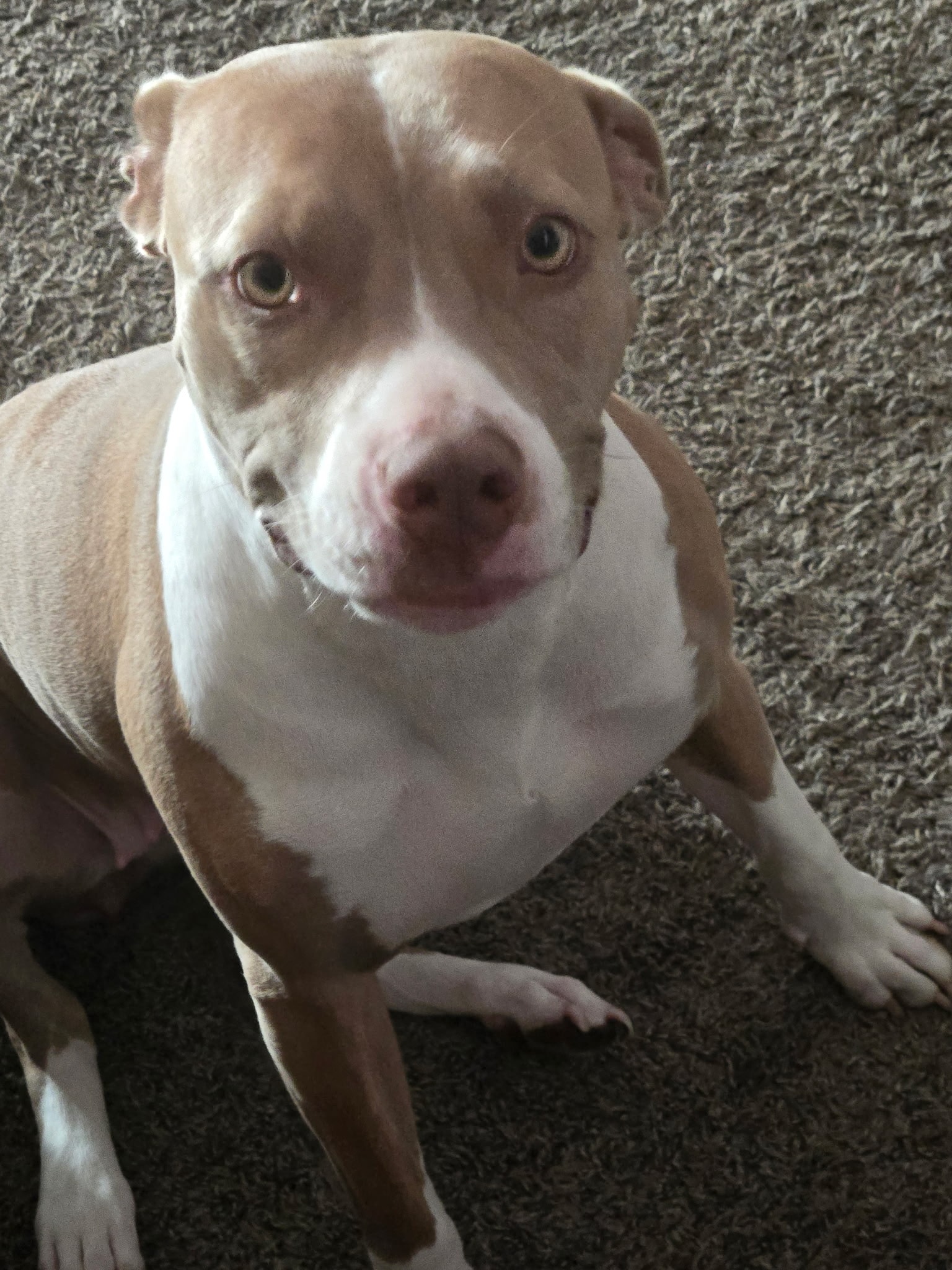 Nyla looking up at the camera