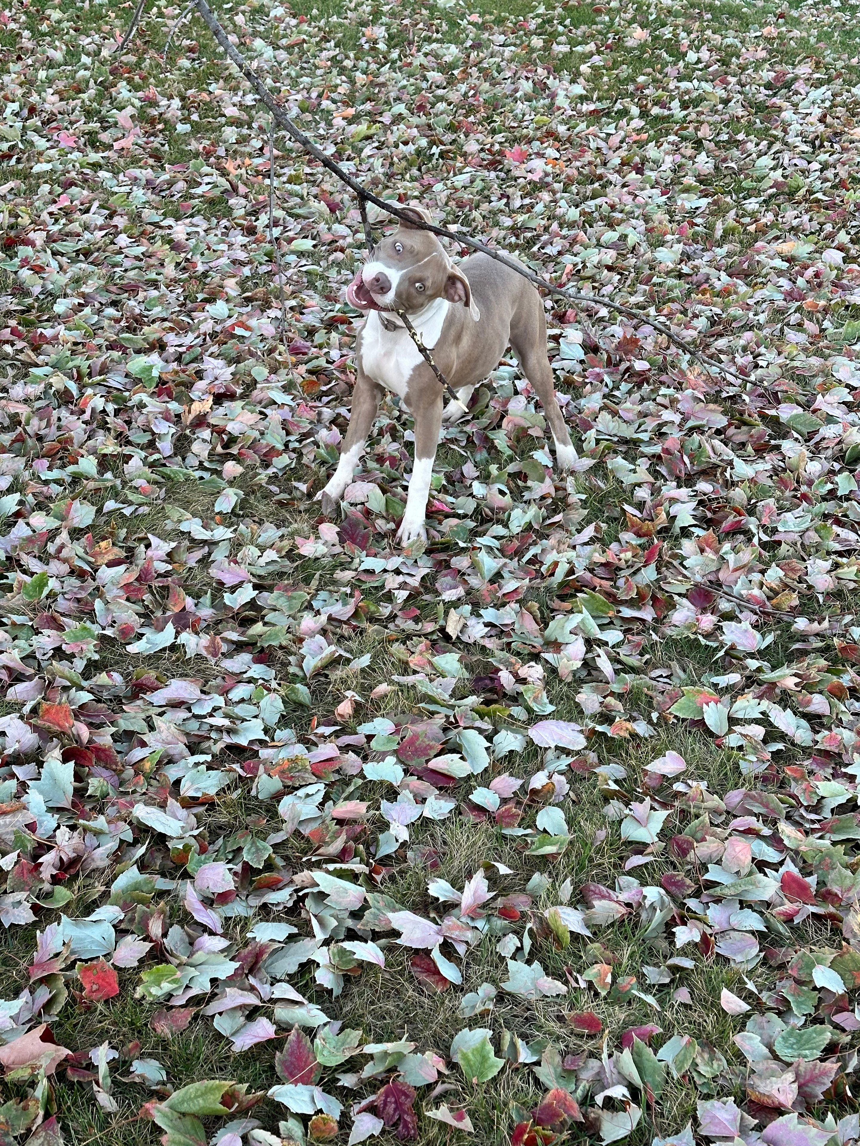 Nyla sitting in autumn leaves looking up