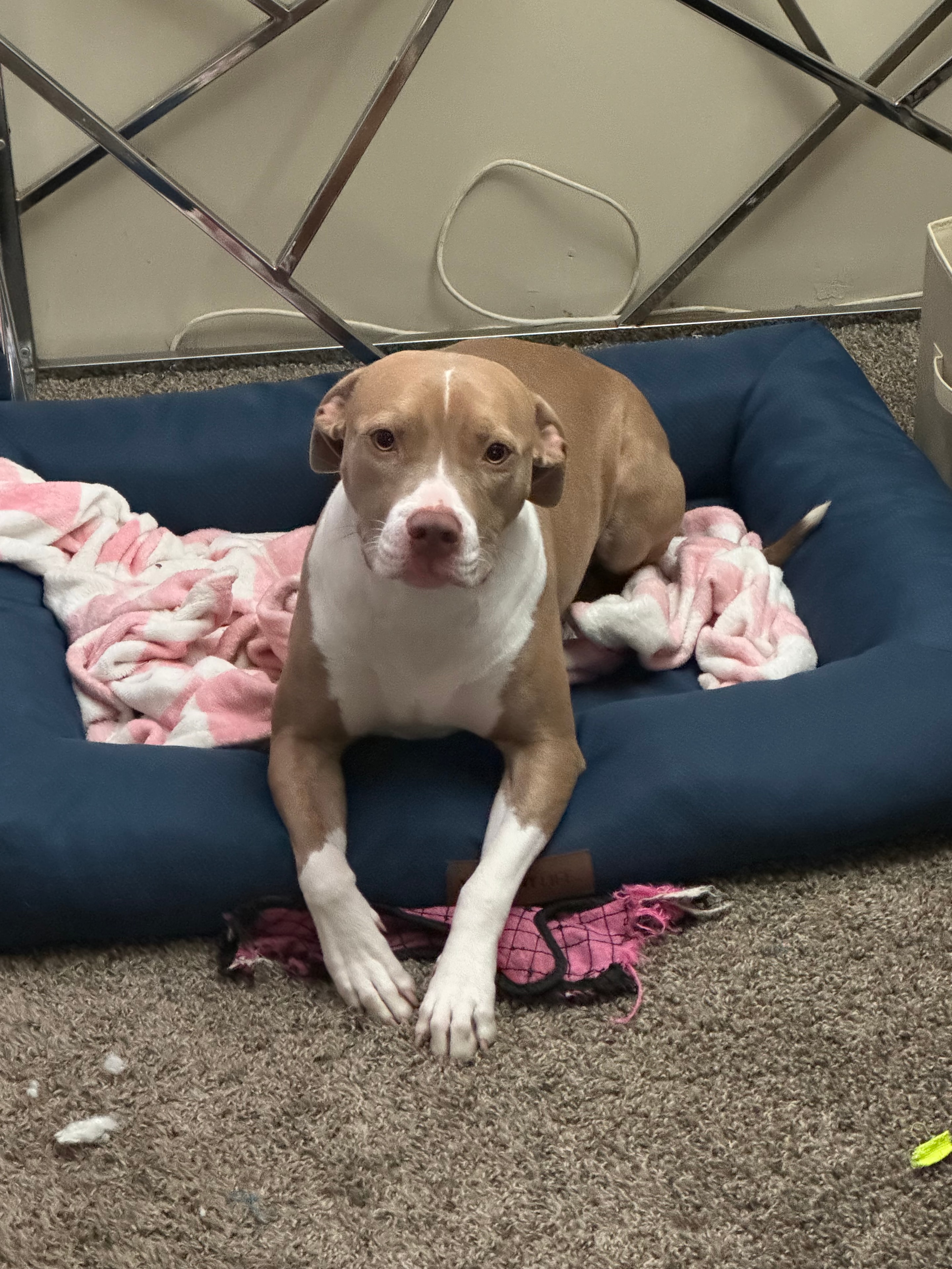 Nyla snuggling with a friend